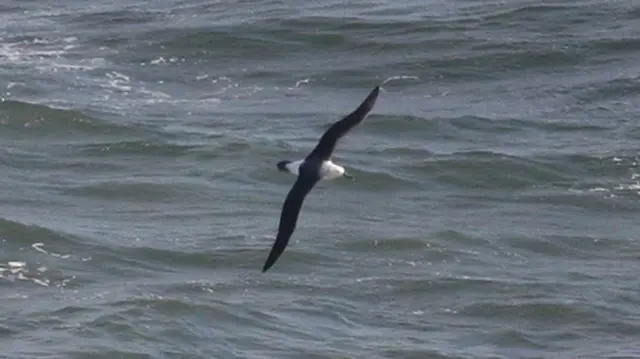 The black-browed albatross has been seen off Flamborough Head in East Yorkshire