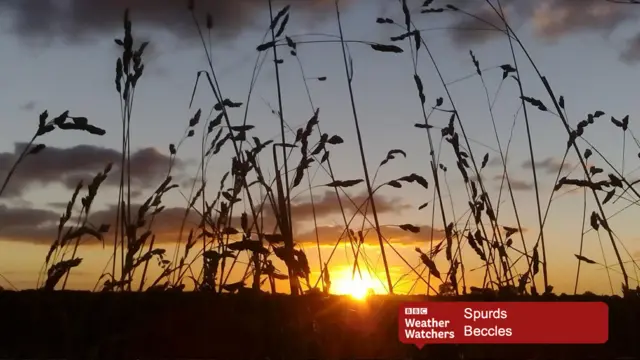 Sunset on the horizon, through reeds