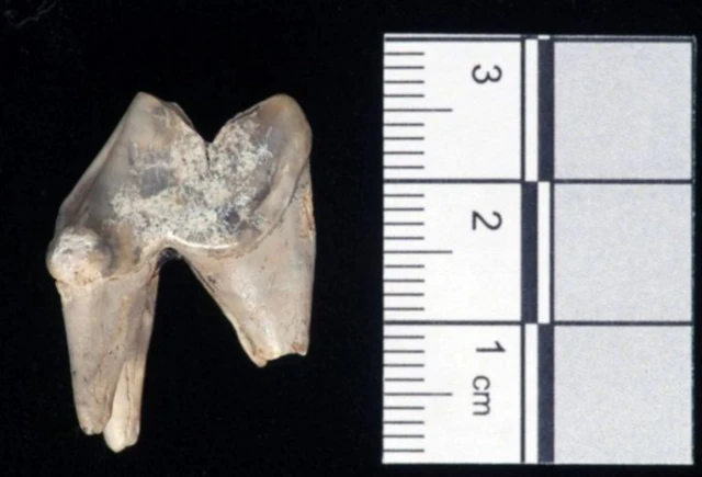 Dog's tooth found at Blick Mead