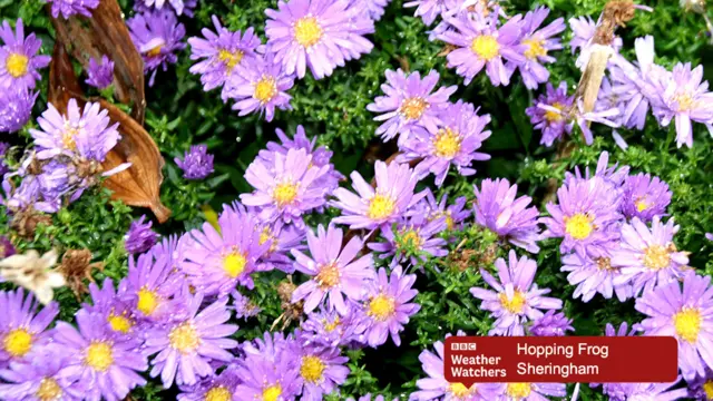 Sheringham flowers
