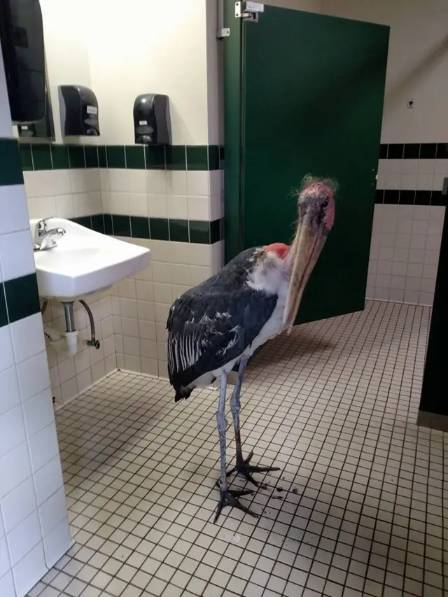 Picture of stork at St Augustine Alligator Farm Zoological Park near Jacksonville in Florida