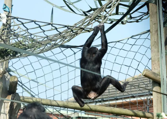 Chimpanzee enclosure at Twycross Zoo