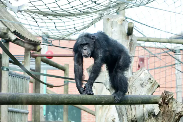 Chimpanzee enclosure at Twycross Zoo