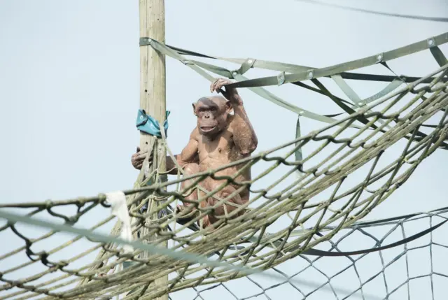 Chimpanzee enclosure at Twycross Zoo