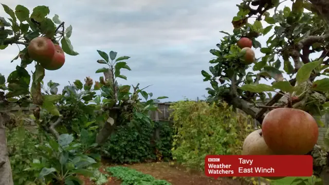 Apples at East Winch