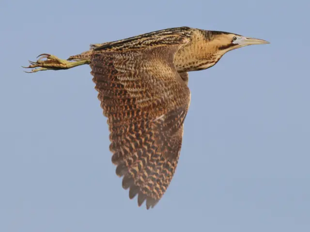 Bittern in flight at Hickling Broad, Norfolk