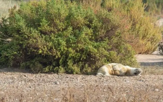 seal pup