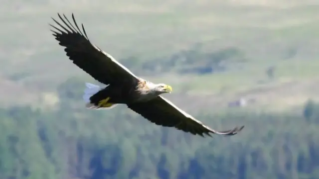 An eagle