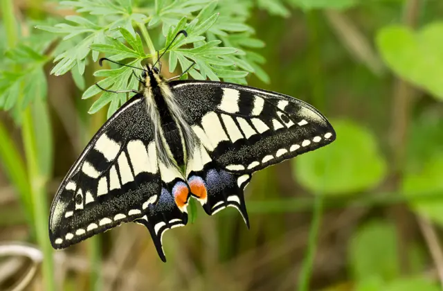 Swallowtail butterfly at Hickling Broad