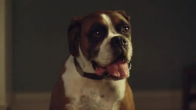 Buster the dog in John Lewis Christmas advert 2016