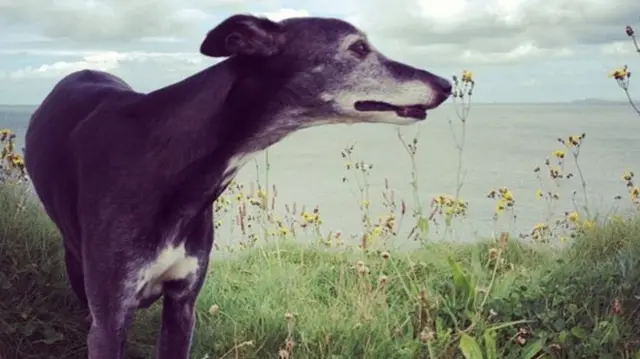 Walnut the Whippet