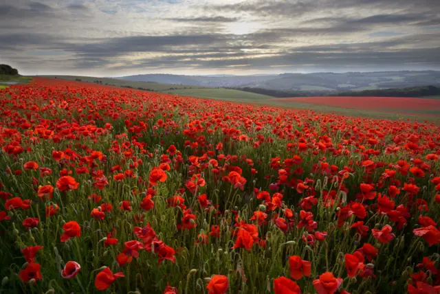 Poppies on South Downs