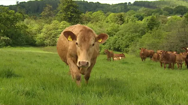 Cows grazing