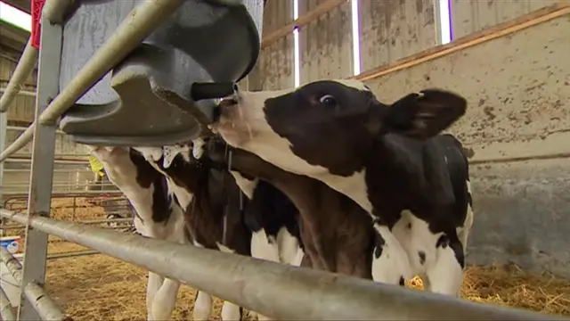 Cows being fed