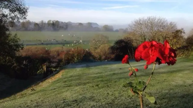 Poppies in field