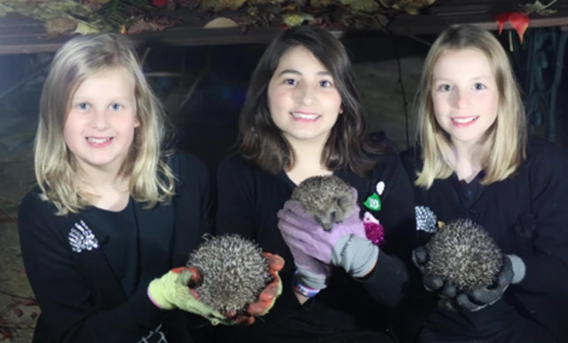Kyra Barboutis, Eve Green and Sophie Smith with hedgehogs