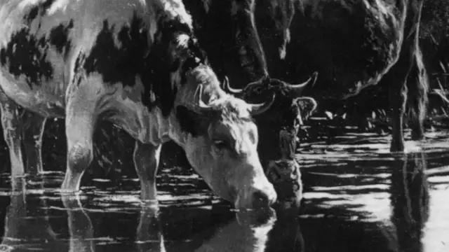 Cows drinking from a pool - archive