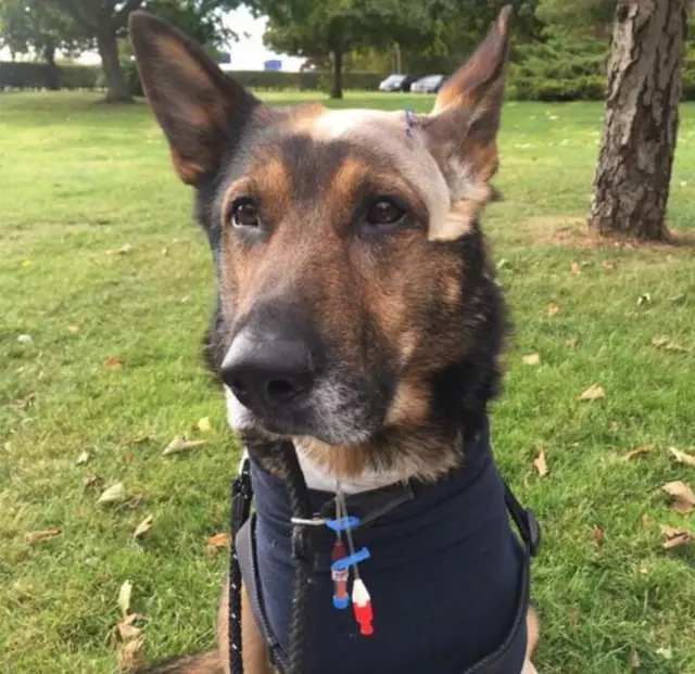 Finn the police dog, who was stabbed