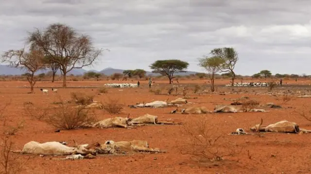 Dead cattle in drought hit landscape