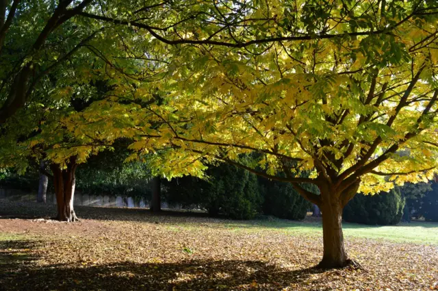 Town Hall Gardens, Chatham