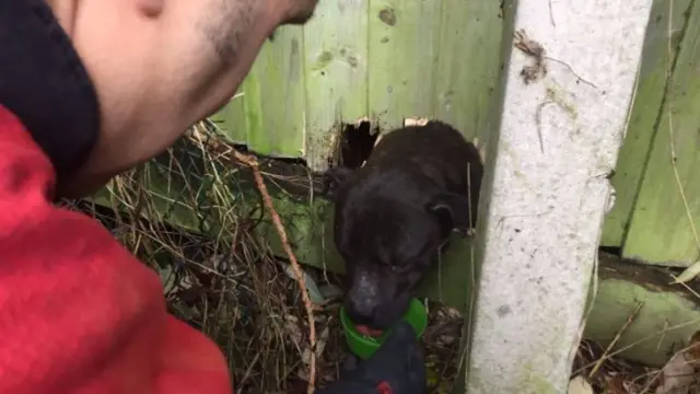 Dog stuck in fence drinking from water bowl