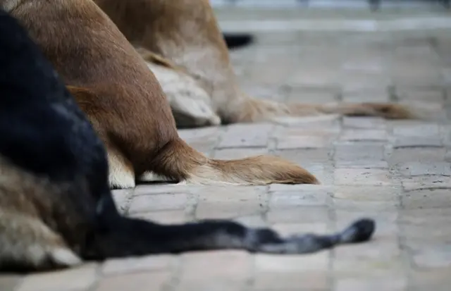 Police dog tails