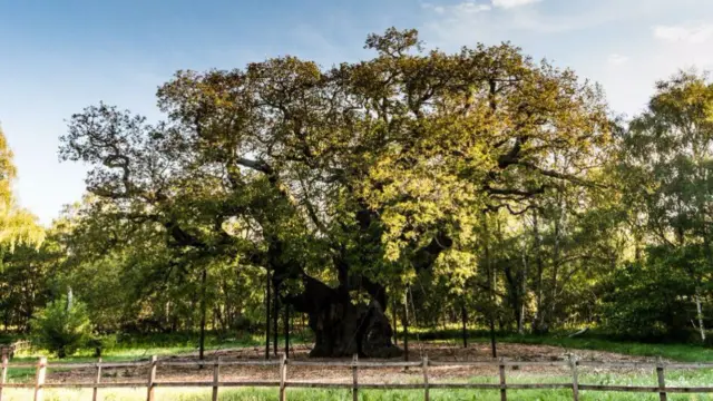 Major Oak