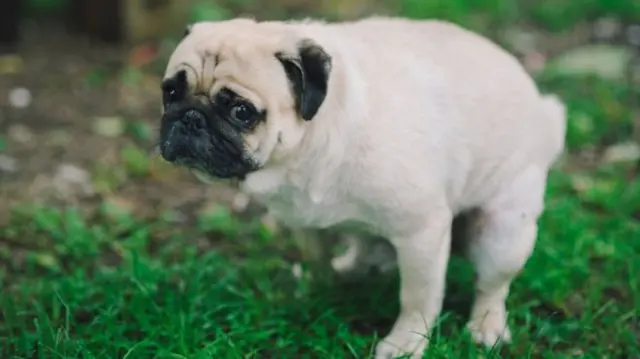 Dog on grass