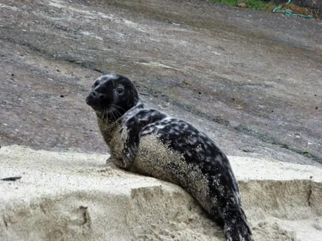 Panther the seal pup. Pic: Friends of Portheras Cove