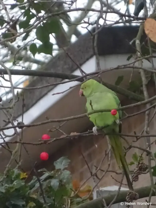 parakeet