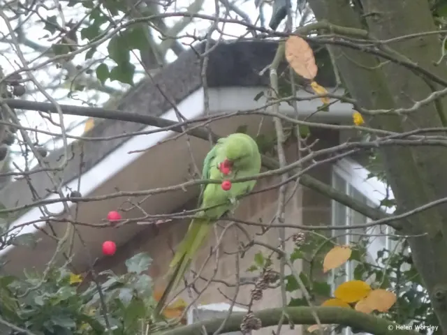 parakeet