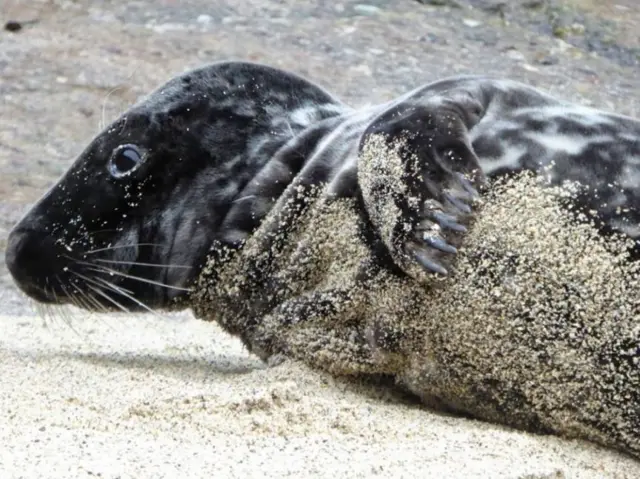 Panther the seal pup. Pic: Friends of Portheras Cove