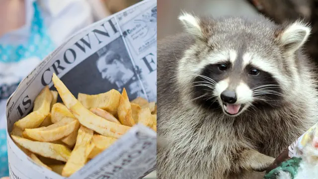 Chips and a raccoon