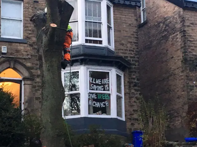 Tree protest