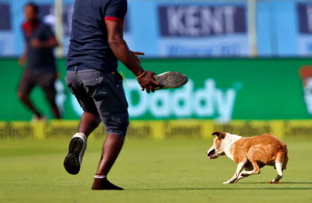 The dog on the pitch