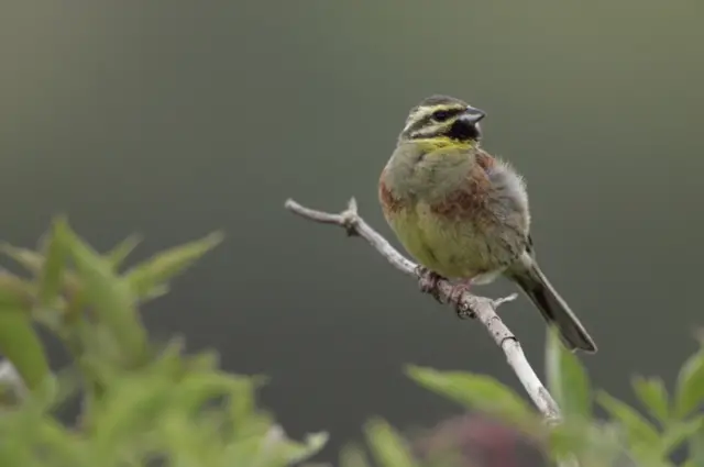 Cirl bunting