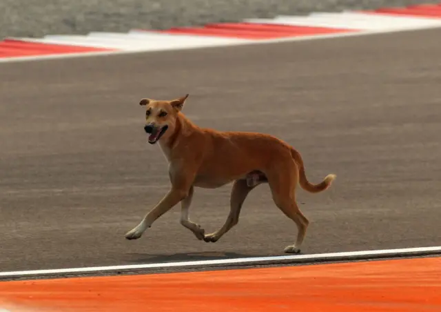 A dog on the track at the Indian Grand Prix in 2011