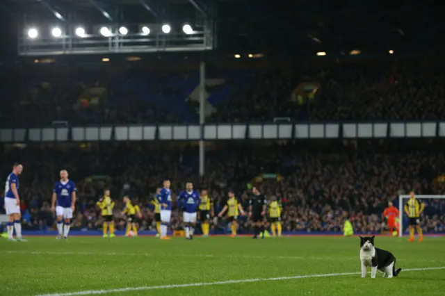 Goodison cat