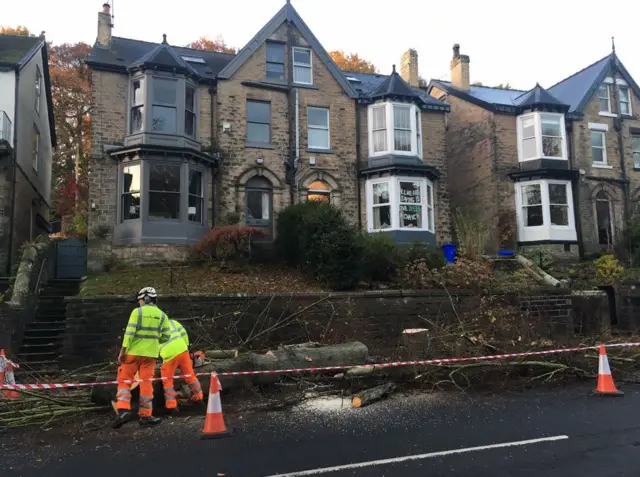 Trees felled in Sheffield