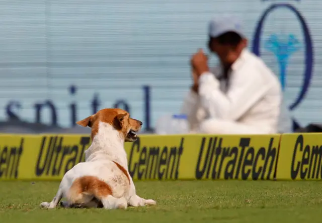 The dog relaxes on the pitch