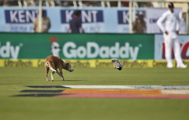 Dog on pitch