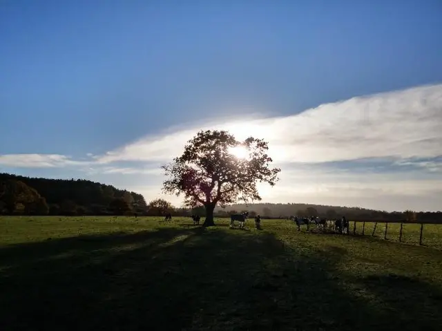 Field in Stourbridge