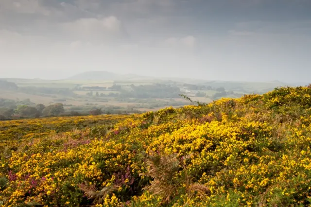 Dartmoor