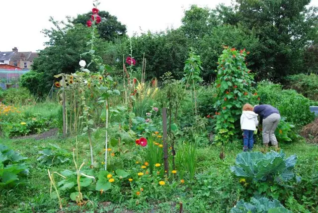 Farm Terrace Allotments