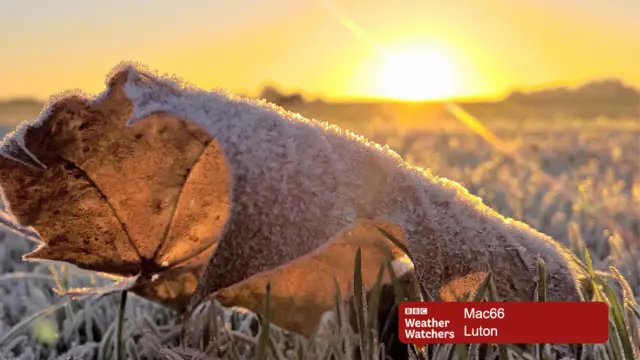 Morning sun and frozen leaf