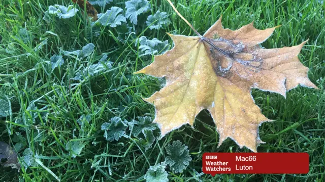 Frozen leaf