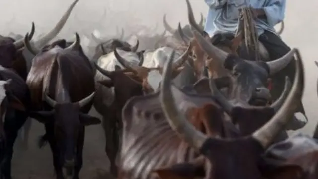 A Fulani herdsman with his cattle - generic shot in West Africa