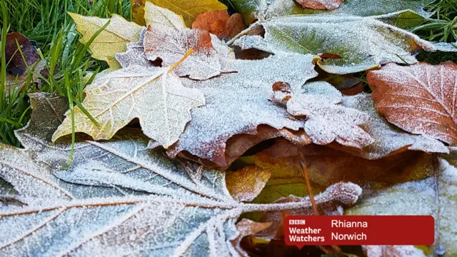 Frosted leaves on the ground