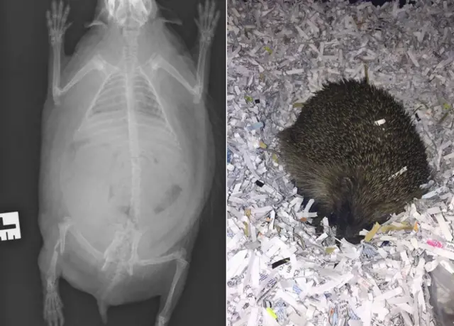 Hedgehog X-ray and hedgehog