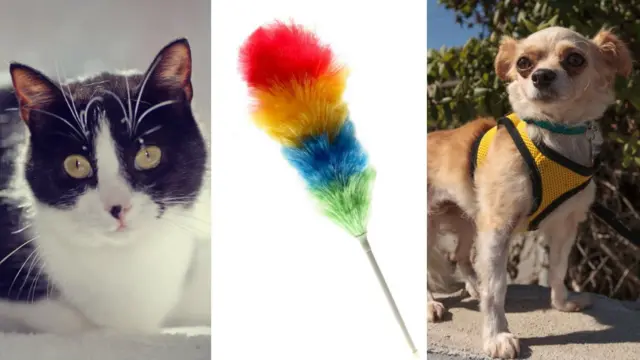 A live black and white cat, two Chihuahua harnesses and a feather duster